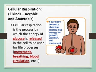 Cellular Respiration:
(2 kinds—Aerobic
and Anaerobic)
•Cellular respiration
is the process by
which the energy of
glucose is released
in the cell to be used
for life processes
(movement,
breathing, blood
circulation, etc…)
 