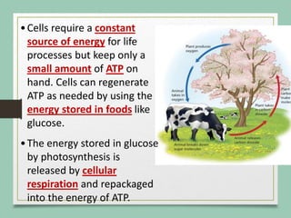 •Cells require a constant
source of energy for life
processes but keep only a
small amount of ATP on
hand. Cells can regenerate
ATP as needed by using the
energy stored in foods like
glucose.
•The energy stored in glucose
by photosynthesis is
released by cellular
respiration and repackaged
into the energy of ATP.
 
