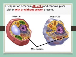 •Respiration occurs in ALL cells and can take place
either with or without oxygen present.
 