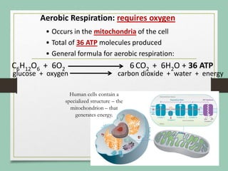 Aerobic Respiration: requires oxygen
• Occurs in the mitochondria of the cell
• Total of 36 ATP molecules produced
• General formula for aerobic respiration:
C6H12O6 + 6O2 6 CO2 + 6H2O + 36 ATP
glucose + oxygen carbon dioxide + water + energy
Human cells contain a
specialized structure – the
mitochondrion – that
generates energy.
 