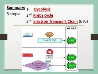 Summary:
3 steps:
1st glycolysis
2nd Krebs cycle
3rd Electron Transport Chain (ETC)
 