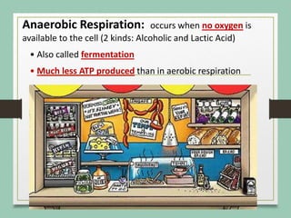 Anaerobic Respiration: occurs when no oxygen is
available to the cell (2 kinds: Alcoholic and Lactic Acid)
• Also called fermentation
• Much less ATP produced than in aerobic respiration
 