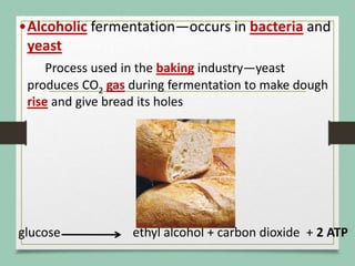 •Alcoholic fermentation—occurs in bacteria and
yeast
Process used in the baking industry—yeast
produces CO2 gas during fermentation to make dough
rise and give bread its holes
glucose ethyl alcohol + carbon dioxide + 2 ATP
 