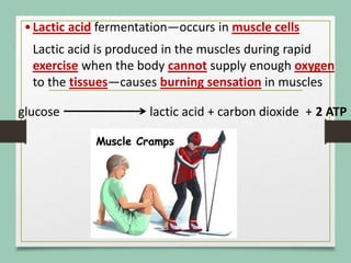 •Lactic acid fermentation—occurs in muscle cells
Lactic acid is produced in the muscles during rapid
exercise when the body cannot supply enough oxygen
to the tissues—causes burning sensation in muscles
glucose lactic acid + carbon dioxide + 2 ATP
 