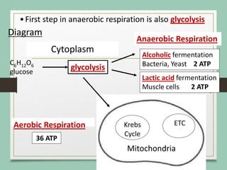 glycolysis
Anaerobic Respiration
Alcoholic fermentation
Bacteria, Yeast 2 ATP
Lactic acid fermentation
Muscle cells 2 ATP
Aerobic Respiration
36 ATP
ETC
Mitochondria
Krebs
Cycle
Cytoplasm
•First step in anaerobic respiration is also glycolysis
Diagram
C6H12O6
glucose
 