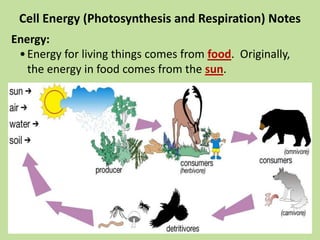 Cell Energy (Photosynthesis and Respiration) Notes
Energy:
•Energy for living things comes from food. Originally,
the energy in food comes from the sun.
 