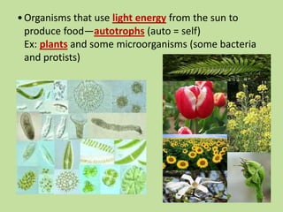 •Organisms that use light energy from the sun to
produce food—autotrophs (auto = self)
Ex: plants and some microorganisms (some bacteria
and protists)
 