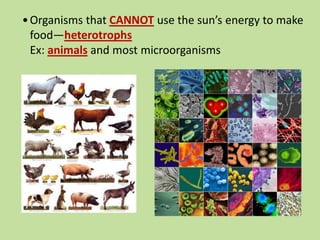 •Organisms that CANNOT use the sun’s energy to make
food—heterotrophs
Ex: animals and most microorganisms
 