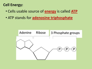 Adenine Ribose 3 Phosphate groups
Cell Energy:
• Cells usable source of energy is called ATP
• ATP stands for adenosine triphosphate
 