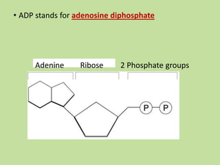 • ADP stands for adenosine diphosphate
Adenine Ribose 2 Phosphate groups
 