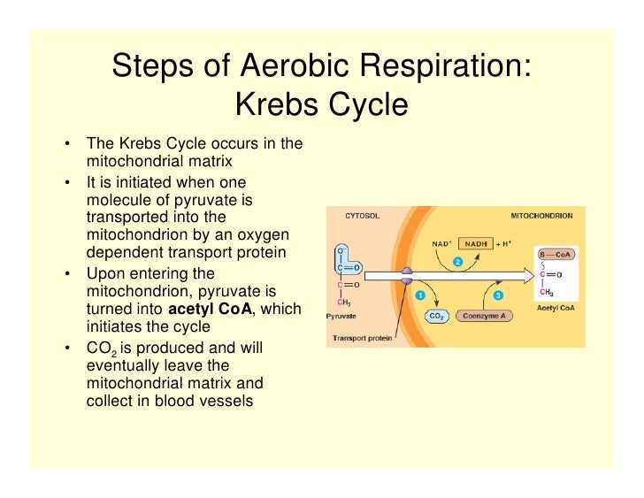 Cellular Respiration