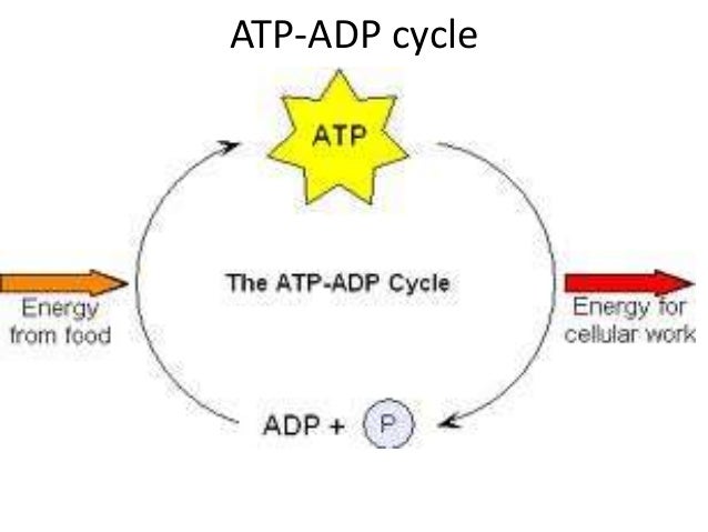 Image result for atp adp cycle