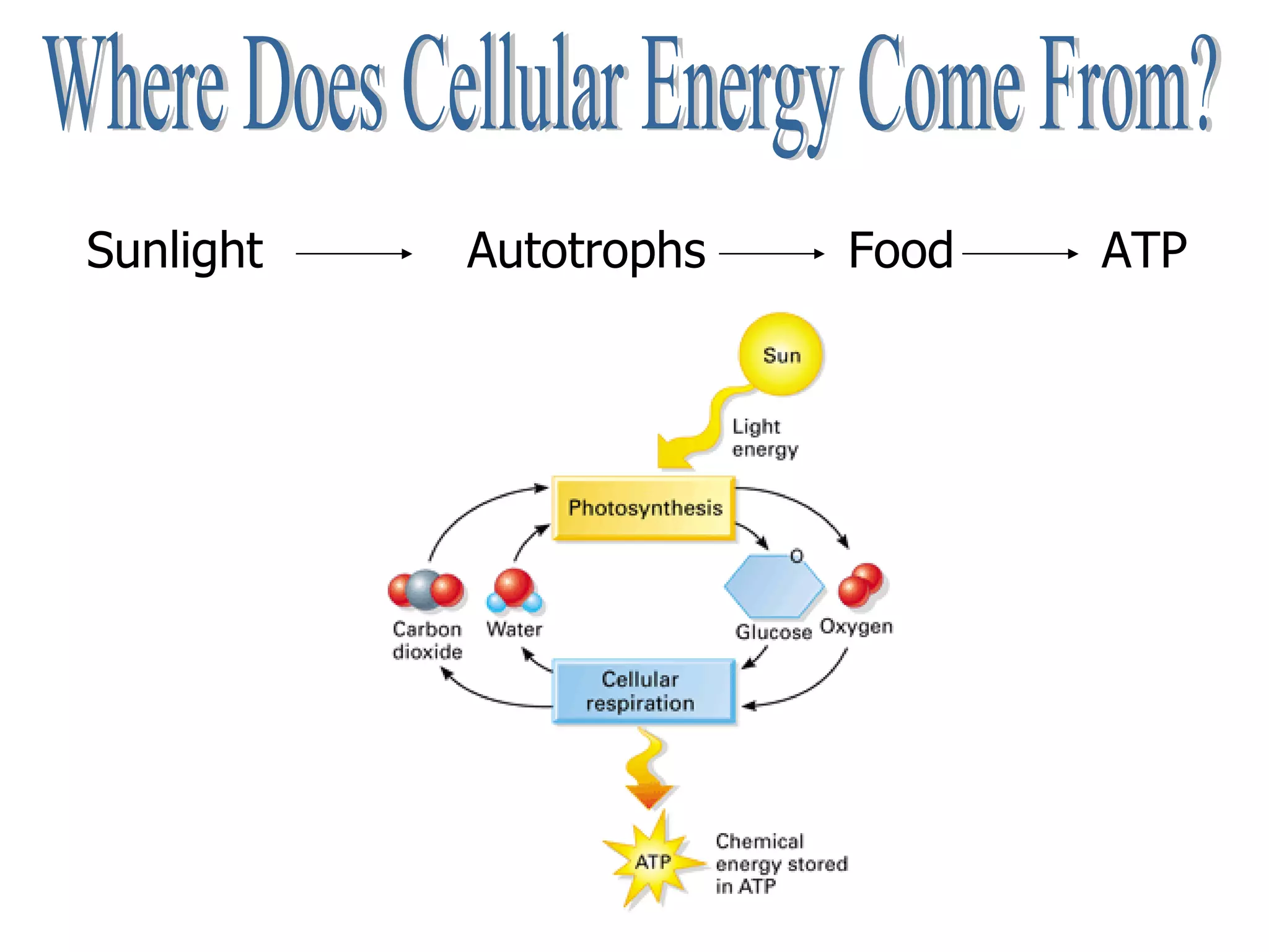 Where Does Cellular Energy Come From? Sunlight  Autotrophs Food ATP 