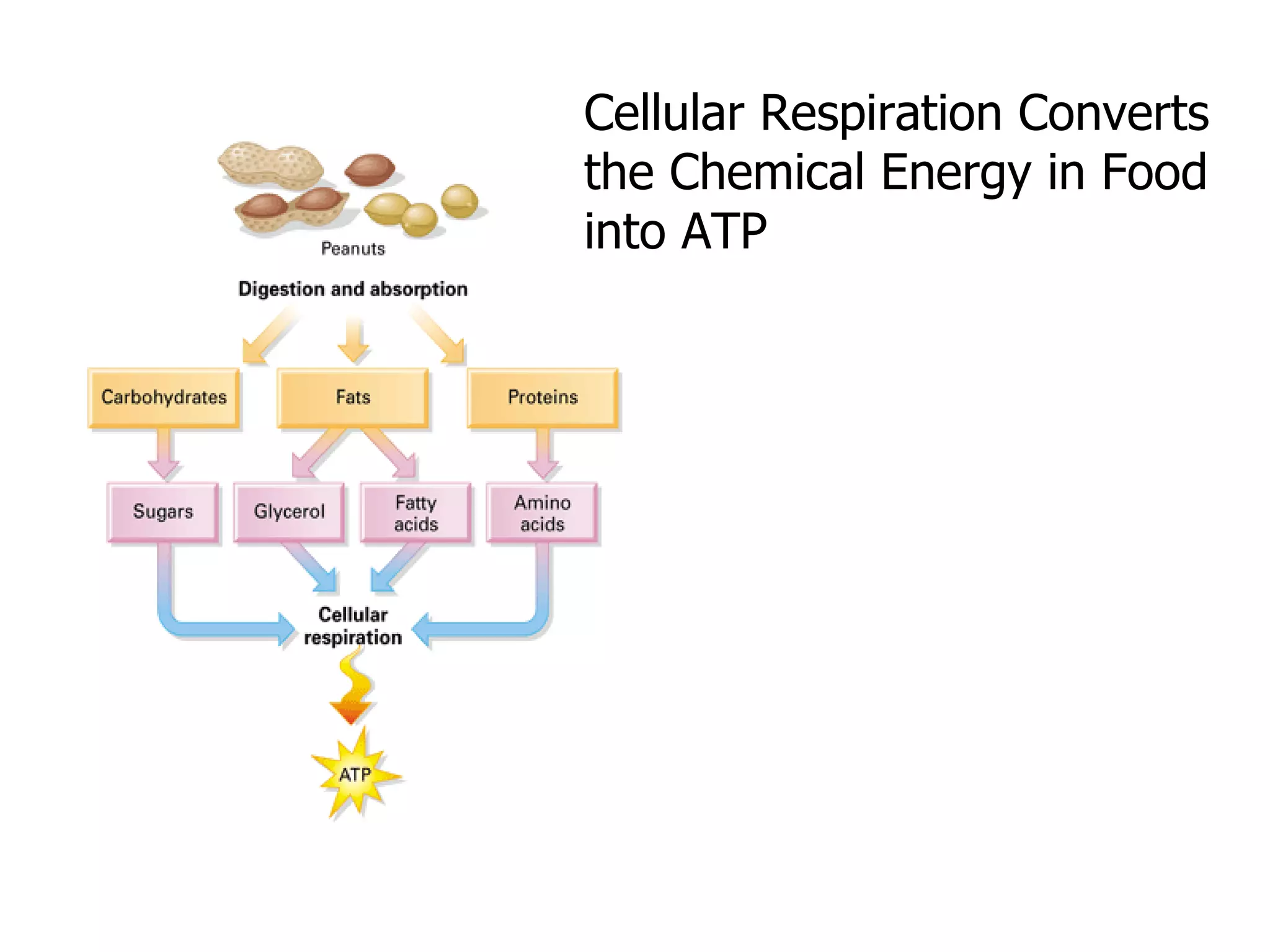 Cellular Respiration Converts the Chemical Energy in Food into ATP                                                                                                       