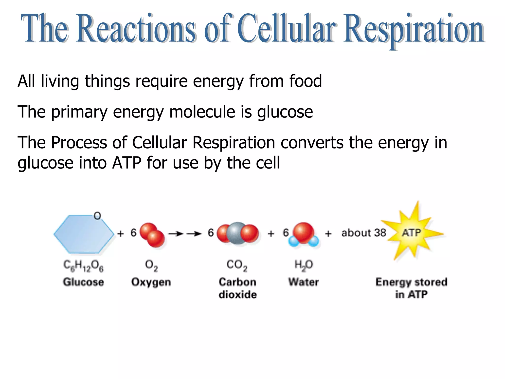 The Reactions of Cellular Respiration All living things require energy from food The primary energy molecule is glucose The Process of Cellular Respiration converts the energy in glucose into ATP for use by the cell                                                                                                                                                                                                                                                                         