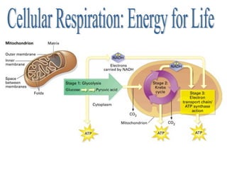 Cellular Respiration: Energy for Life 