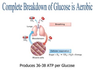 Complete Breakdown of Glucose is Aerobic Produces 36-38 ATP per Glucose                                                                                                                                                                                                                                                                 