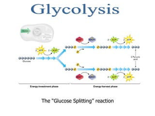 Glycolysis The “Glucose Splitting” reaction                                                                                                                                                                              