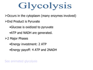 Glycolysis Occurs in the cytoplasm (many enzymes involved) End Product is Pyruvate Glucose is oxidized to pyruvate ATP and NADH are generated.  2 Major Phases Energy investment: 2 ATP Energy payoff: 4 ATP and 2NADH See animated glycolysis 