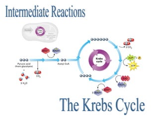 The Krebs Cycle Intermediate Reactions                                                                                                                                                                              