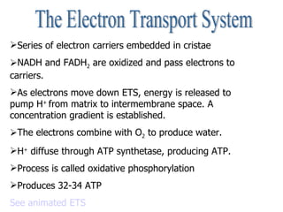 The Electron Transport System Series of electron carriers embedded in cristae NADH and FADH 2  are oxidized and pass electrons to carriers.  As electrons move down ETS, energy is released to pump H +  from matrix to intermembrane space. A concentration gradient is established. The electrons combine with O 2  to produce water. H +  diffuse through ATP synthetase, producing ATP.  Process is called oxidative phosphorylation Produces 32-34 ATP See animated ETS 