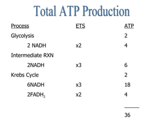 Total ATP Production Process ETS ATP Glycolysis 2 2 NADH x2 4 Intermediate RXN 2NADH x3 6 Krebs Cycle 2 6NADH x3 18 2FADH 2 x2 4 _____ 36 