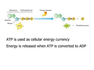 ATP is used as cellular energy currency Energy is released when ATP is converted to ADP                                                                                                                                                                                                                                                                  