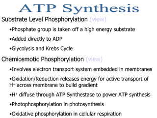 ATP Synthesis Substrate Level Phosphorylation  (view) Phosphate group is taken off a high energy substrate Added directly to ADP Glycolysis and Krebs Cycle Chemiosmotic Phosphorylation  (view) Involves electron transport system embedded in membranes Oxidation/Reduction releases energy for active transport of H +  across membrane to build gradient H +  diffuse through ATP Synthestase to power ATP synthesis Photophosphorylation in photosynthesis Oxidative phosphorylation in cellular respiration 