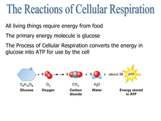 The Reactions of Cellular Respiration All living things require energy from food The primary energy molecule is glucose The Process of Cellular Respiration converts the energy in glucose into ATP for use by the cell                                                                                                                                                                                                                                                                         