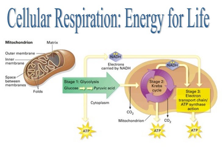 Cellular Respiration cell energy photosynthesis diagram 