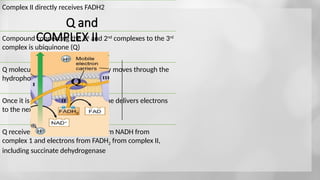 Cellular-Respiration 3pptx cellular respi | PPTX