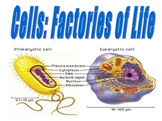 Cells: Factories of Life 