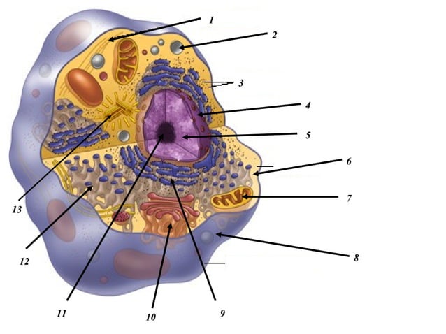 Cellular Structures and Their Functions