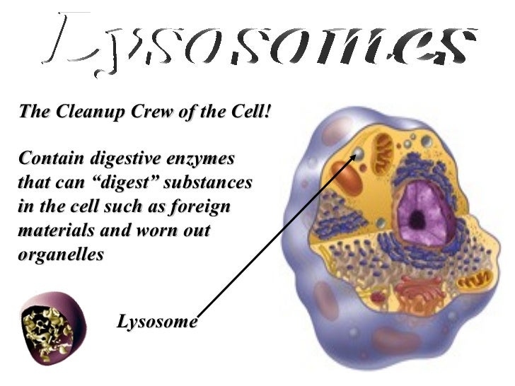 Cellular Structures and Their Functions