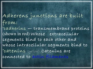 Adherens junctions are built
from:
•cadherins — transmembrane proteins
(shown in red) Whose extracellular
segments bind to each other and
whose intracellular segments bind to
•catenins (yellow). Catenins are
connected to actin filaments
 