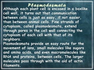 Plasmodesmata
Although each plant cell is encased in a boxlike
cell wall, it turns out that communication
between cells is just as easy, if not easier,
than between animal cells. Fine strands of
cytoplasm, called plasmodesmata, extend
through pores in the cell wall connecting the
cytoplasm of each cell with that of its
neighbors.
Plasmodesmata provide an easy route for the
movement of ions, small molecules like sugars
and amino acids, and even macromolecules like
RNA and proteins, between cells. The larger
molecules pass through with the aid of actin
filaments.
 