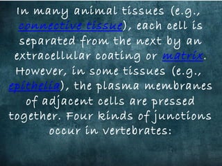 In many animal tissues (e.g., 
connective tissue), each cell is
separated from the next by an
extracellular coating or matrix.
However, in some tissues (e.g., 
epithelia), the plasma membranes
of adjacent cells are pressed
together. Four kinds of junctions
occur in vertebrates:
 