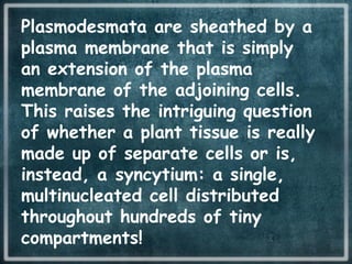 Plasmodesmata are sheathed by a
plasma membrane that is simply
an extension of the plasma
membrane of the adjoining cells.
This raises the intriguing question
of whether a plant tissue is really
made up of separate cells or is,
instead, a syncytium: a single,
multinucleated cell distributed
throughout hundreds of tiny
compartments!
 