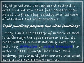 Tight junctions seal adjacent epithelial
cells in a narrow band just beneath their
apical surface. They consist of a network
of claudins and other proteins.
Tight junctions perform two vital functions:
I.They limit the passage of molecules and
ions through the space between cells. So
most materials must actually enter the
cells (by diffusion or active transport) in
order to pass through the tissue. This
pathway provides tighter control over what
substances are allowed through.
 