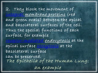 2. They block the movement of 
integral membrane proteins (red
and green ovals) between the apical
and basolateral surfaces of the cell.
Thus the special functions of each
surface, for example
receptor-mediated endocytosis at the
apical surface exocytosis at the
basolateral surface
can be preserved.
The Epithelia of the Human Lung:
an example
 
