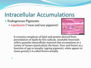 Intracellular Accumulations
 Endogenous Pigments
 Lipofuscin (“wear and tear pigment)
It contains complexes of lipid and protein derived from
peroxidation of lipids by free radicals. insoluble brownish-
yellow granular intracellular material that accumulates in a
variety of tissues (particularly the heart, liver, and brain) as a
function of age or atrophy (ageing pigment), when appear in
tissue grossly it is called brown atrophy

 