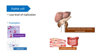 • Low level of replication
• Examples
Stable cell
Chondrocyte,
osteocyte Smooth muscle cell
Parenchymal cells of liver, kidneys,
and pancreas
 