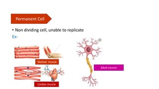 • Non dividing cell, unable to replicate
Ex-
Permanent Cell
Skeletal muscle
Cardiac muscle
Adult neuron
 