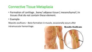 Connective Tissue Metaplasia
• Formation of cartilage , bone/ adipose tissue ( mesenchymal ) in
tissues that do not contain these element.
• Example-
Myositis ossificans – Bone formation in muscle, occasionally occurs after
intramuscular hemorrhage.
 