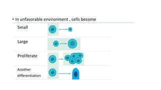 • In unfavorable environment , cells become
Small
Large
Proliferate
Another
differentiation
 
