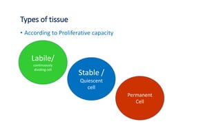 Types of tissue
• According to Proliferative capacity
Labile/
continuously
dividing cell
Stable /
Quiescent
cell
Permanent
Cell
 