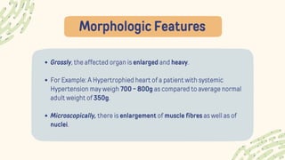 Morphologic Features
Grossly, the affected organ is enlarged and heavy.
For Example: A Hypertrophied heart of a patient with systemic
Hypertension may weigh 700 - 800g as compared to average normal
adult weight of 350g.
Microscopically, there is enlargement of muscle fibres as well as of
nuclei.
 