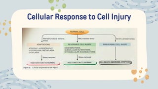 Cellular Response to Cell Injury
 