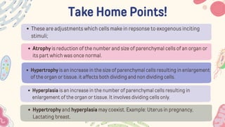 Take Home Points!
These are adjustments which cells make in repsonse to exogenous inciting
stimuli;
Atrophy is reduction of the number and size of parenchymal cells of an organ or
its part which was once normal.
Hypertrophy is an increase in the size of parenchymal cells resulting in enlargement
of the organ or tissue. it affects both dividing and non dividing cells.
Hyperplasia is an increase in the number of parenchymal cells resulting in
enlargement of the organ or tissue. It involves dividing cells only.
Hypertrophy and hyperplasia may coexist. Example: Uterus in pregnancy,
Lactating breast.
 