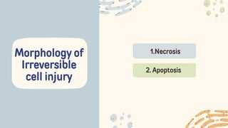 Morphology of
Irreversible
cell injury
1.Necrosis
2. Apoptosis
 